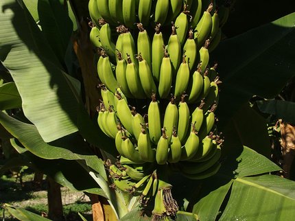 Bananen_Kreta_S16.JPG